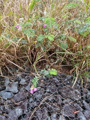 Tephrosia glomeruliflora