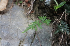 Cheilanthes nitidula