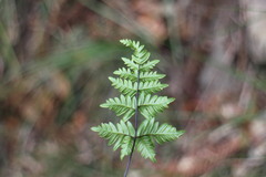 Cheilanthes nitidula