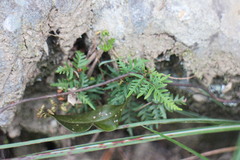 Cheilanthes nitidula