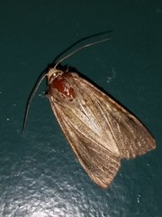 Noctuoidea