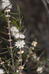 Hypocalymma angustifolium