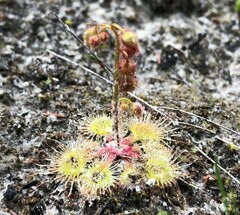 Drosera glanduligera