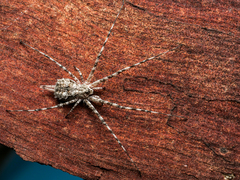 Tamopsis