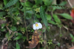 Mazus alpinus