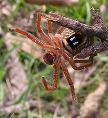 Neosparassus diana