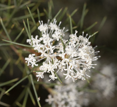 Hakea lissocarpha