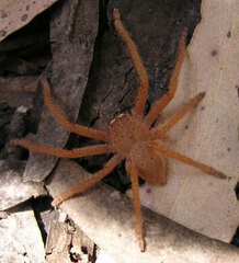 Neosparassus diana