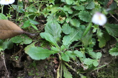 Mazus alpinus