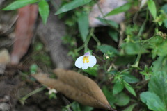 Mazus alpinus