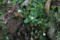 Mazus alpinus