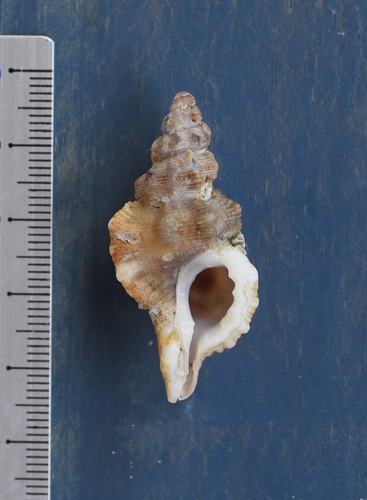 Turritriton tenuiliratus observed 2022-08-29