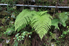 Dryopteris peranema
