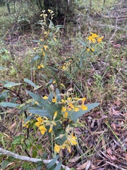 Podolobium ilicifolium