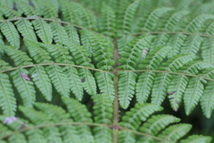Dryopteris peranema