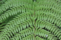 Dryopteris peranema