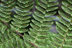 Dryopteris peranema