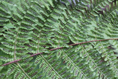 Dryopteris peranema