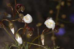 Drosera macrantha