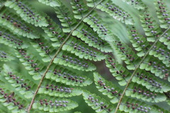 Dryopteris peranema