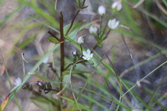 Swertia macrosperma