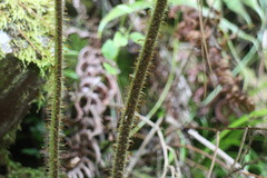 Dryopteris peranema