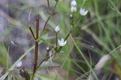 Swertia macrosperma
