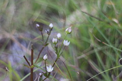 Swertia macrosperma
