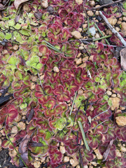 Drosera squamosa
