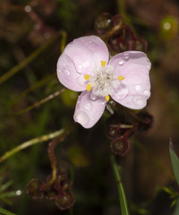 Drosera macrantha