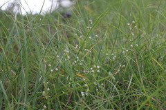 Swertia macrosperma