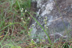 Swertia macrosperma