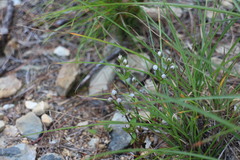Swertia macrosperma