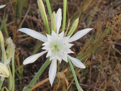 Pancratium maritimum