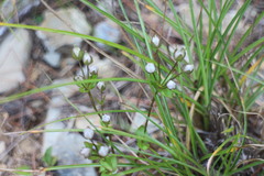 Swertia macrosperma