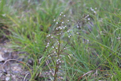 Swertia macrosperma
