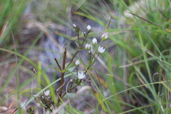 Swertia macrosperma