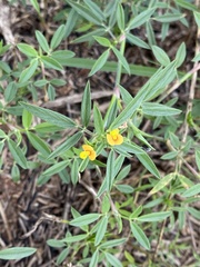 Stylosanthes