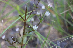 Swertia macrosperma
