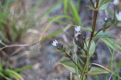 Swertia macrosperma