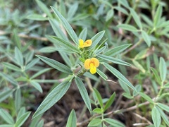Stylosanthes