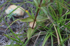 Swertia macrosperma
