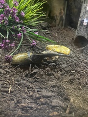 Dynastes hercules