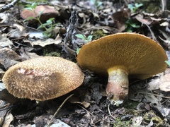 Suillus lakei