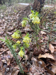 Pimelea suaveolens