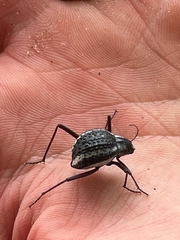 Stenocara gracilipes