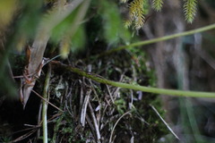 Athyrium oppositipennum