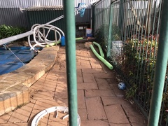 Oryctolagus cuniculus domesticus