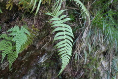 Athyrium oppositipennum