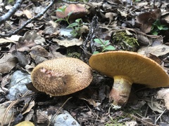 Suillus lakei